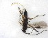  ( - NZAC03035208)  @11 [ ] No Rights Reserved (2020) Unspecified Landcare Research, New Zealand Arthropod Collection