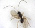  ( - NZAC03035214)  @11 [ ] No Rights Reserved (2020) Unspecified Landcare Research, New Zealand Arthropod Collection