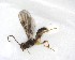  (Doryctomorpha - NZAC03035223)  @11 [ ] No Rights Reserved (2020) Unspecified Landcare Research, New Zealand Arthropod Collection