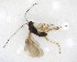  ( - NZAC03035234)  @11 [ ] No Rights Reserved (2020) Unspecified Landcare Research, New Zealand Arthropod Collection