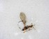  ( - NZAC03035239)  @11 [ ] No Rights Reserved (2020) Unspecified Landcare Research, New Zealand Arthropod Collection