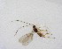  ( - NZAC03035240)  @11 [ ] No Rights Reserved (2020) Unspecified Landcare Research, New Zealand Arthropod Collection