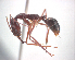  (Odontomachus angulatus - NZAC04036339)  @11 [ ] Copyright (2010) California Acad Sciences California Academy of Sciences