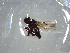  (Ephydrella spathulata - NZAC03041400)  @11 [ ] No Rights Reserved (2022) Unspecified Landcare Research, New Zealand Arthropod Collection