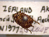  (Araecerus palmaris - NZAC04199152)  @11 [ ] No Rights Reserved (2022) Unspecified Landcare Research, New Zealand Arthropod Collection