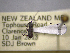  ( - NZAC04259328)  @11 [ ] No Rights Reserved (2022) Unspecified Landcare Research, New Zealand Arthropod Collection