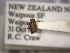  (Ottistirini - NZAC04259335)  @11 [ ] No Rights Reserved (2022) Unspecified Landcare Research, New Zealand Arthropod Collection