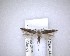  (Bilobata subsecivella - NZAC04201440)  @11 [ ] No Rights Reserved (2020) Unspecified Landcare Research, New Zealand Arthropod Collection