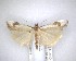  ( - NZAC04201444)  @11 [ ] No Rights Reserved (2020) Unspecified Landcare Research, New Zealand Arthropod Collection