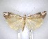 ( - NZAC04201445)  @11 [ ] No Rights Reserved (2020) Unspecified Landcare Research, New Zealand Arthropod Collection