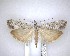  ( - NZAC04201452)  @11 [ ] No Rights Reserved (2020) Unspecified Landcare Research, New Zealand Arthropod Collection