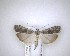  ( - NZAC04201457)  @11 [ ] No Rights Reserved (2020) Unspecified Landcare Research, New Zealand Arthropod Collection