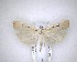  ( - NZAC04201468)  @11 [ ] No Rights Reserved (2020) Unspecified Landcare Research, New Zealand Arthropod Collection