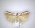  ( - NZAC04201476)  @11 [ ] No Rights Reserved (2020) Unspecified Landcare Research, New Zealand Arthropod Collection