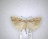  ( - NZAC04201478)  @11 [ ] No Rights Reserved (2020) Unspecified Landcare Research, New Zealand Arthropod Collection