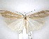  ( - NZAC04201495)  @11 [ ] No Rights Reserved (2020) Unspecified Landcare Research, New Zealand Arthropod Collection
