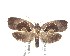  (Ochetarcha miraculosa - NZAC04201507)  @11 [ ] No Rights Reserved (2020) Unspecified Landcare Research, New Zealand Arthropod Collection