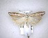 ( - NZAC04201584)  @11 [ ] No Rights Reserved (2020) Unspecified Landcare Research, New Zealand Arthropod Collection