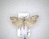  ( - NZAC04201599)  @11 [ ] No Rights Reserved (2020) Unspecified Landcare Research, New Zealand Arthropod Collection