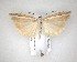  ( - NZAC04201625)  @11 [ ] No Rights Reserved (2020) Unspecified Landcare Research, New Zealand Arthropod Collection