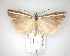  ( - NZAC04201626)  @11 [ ] No Rights Reserved (2020) Unspecified Landcare Research, New Zealand Arthropod Collection