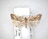  (Pyrgotis - NZAC04201649)  @11 [ ] No Rights Reserved (2020) Unspecified Landcare Research, New Zealand Arthropod Collection