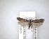  (Lecithocera micromela - NZAC04201665)  @11 [ ] No Rights Reserved (2020) Unspecified Landcare Research, New Zealand Arthropod Collection