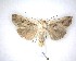  (Ichneutica lignana - NZAC04201705)  @11 [ ] No Rights Reserved (2020) Unspecified Landcare Research, New Zealand Arthropod Collection