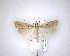  (Eudonia sabulosella - NZAC04201745)  @11 [ ] No Rights Reserved (2020) Unspecified Landcare Research, New Zealand Arthropod Collection