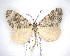  (Pseudocoremia monacha - NZAC04201749)  @11 [ ] No Rights Reserved (2020) Unspecified Landcare Research, New Zealand Arthropod Collection