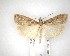  ( - NZAC04201759)  @11 [ ] No Rights Reserved (2020) Unspecified Landcare Research, New Zealand Arthropod Collection