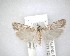  ( - NZAC04201763)  @11 [ ] No Rights Reserved (2020) Unspecified Landcare Research, New Zealand Arthropod Collection