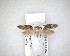  ( - NZAC04201787)  @11 [ ] No Rights Reserved (2020) Unspecified Landcare Research, New Zealand Arthropod Collection