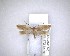  ( - NZAC04201788)  @11 [ ] No Rights Reserved (2020) Unspecified Landcare Research, New Zealand Arthropod Collection
