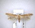  ( - NZAC04201790)  @11 [ ] No Rights Reserved (2020) Unspecified Landcare Research, New Zealand Arthropod Collection