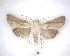  (Ichneutica arotis - NZAC04201795)  @11 [ ] No Rights Reserved (2020) Unspecified Landcare Research, New Zealand Arthropod Collection