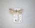  ( - NZAC04231434)  @11 [ ] No Rights Reserved (2020) Unspecified Landcare Research, New Zealand Arthropod Collection