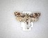  ( - NZAC04231454)  @11 [ ] No Rights Reserved (2020) Unspecified Landcare Research, New Zealand Arthropod Collection