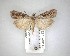  ( - NZAC04231484)  @11 [ ] No Rights Reserved (2020) Unspecified Landcare Research, New Zealand Arthropod Collection