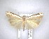  ( - NZAC04231504)  @11 [ ] No Rights Reserved (2020) Unspecified Landcare Research, New Zealand Arthropod Collection