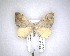  ( - NZAC04231509)  @11 [ ] No Rights Reserved (2020) Unspecified Landcare Research, New Zealand Arthropod Collection