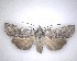  (Physetica - NZAC04231536)  @11 [ ] No Rights Reserved (2020) Unspecified Landcare Research, New Zealand Arthropod Collection