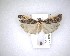  ( - NZAC04231620)  @11 [ ] No Rights Reserved (2020) Unspecified Landcare Research, New Zealand Arthropod Collection