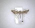  (Amblyptilia repletalis - NZAC04231637)  @11 [ ] No Rights Reserved (2020) Unspecified Landcare Research, New Zealand Arthropod Collection