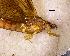  (Ichthybotidae - NZMAY037)  @13 [ ] Copyright (2013) Ian Hogg University of Waikato