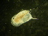  (Daphnia carinata - NZPL814)  @13 [ ] Copyright (2011) University of Waikato University of Waikato