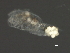  (Boeckella pseudochelae - NZPL129)  @11 [ ] CreativeCommons - Attribution (2010) Unspecified Centre for Biodiversity Genomics
