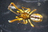  (Argyrodes antipodianus - NZSPI618)  @14 [ ] Copyright (2014) University  of Waikato University of Waikato