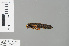  (Tetracanthagyna plagiata - RMNH.INS.229078)  @13 [ ] CreativeCommons - Attribution Non-Commercial Share-Alike (2013) Unspecified Naturalis Biodiversity Center