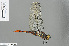  (Onychothemis culminicola - RMNH.INS.500986)  @13 [ ] CreativeCommons - Attribution Non-Commercial Share-Alike (2013) Unspecified Naturalis Biodiversity Center